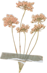 Vintage Feminine Romantic Taped Flowers Cutout